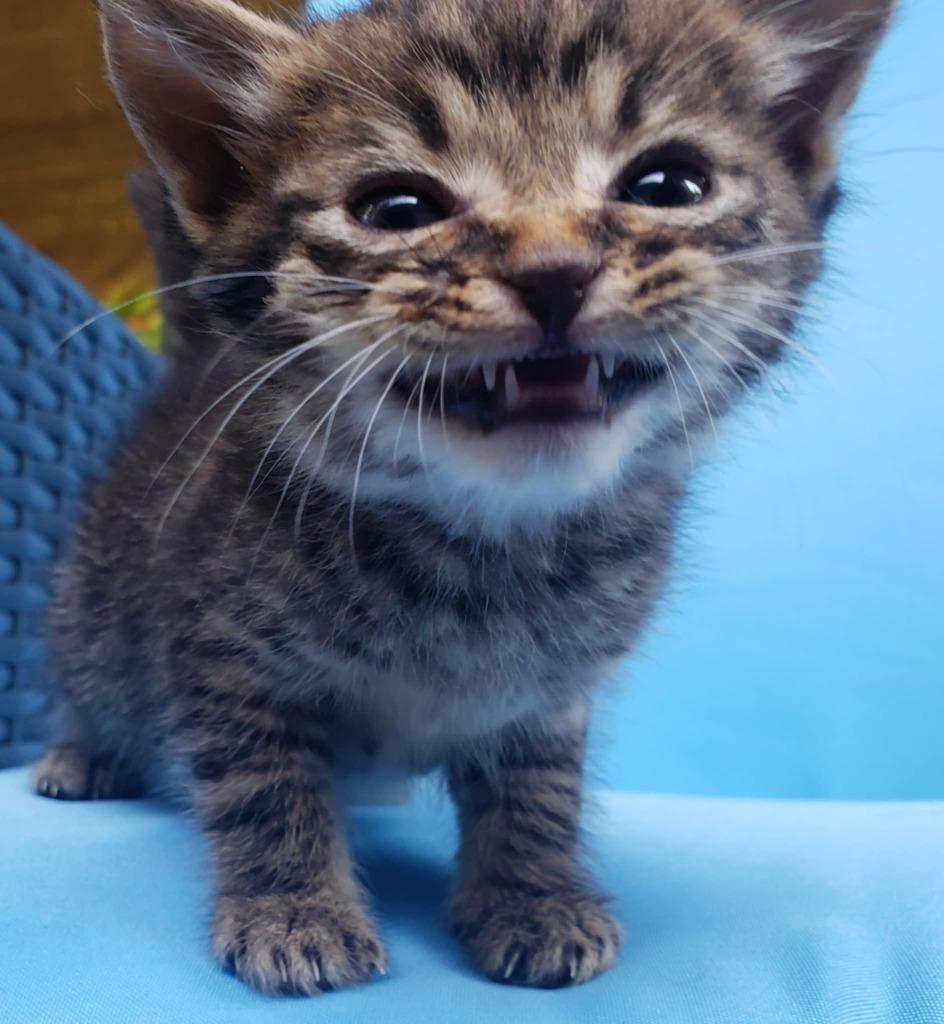 Lenny, Adoptable, Young Male Domestic Short Hair.