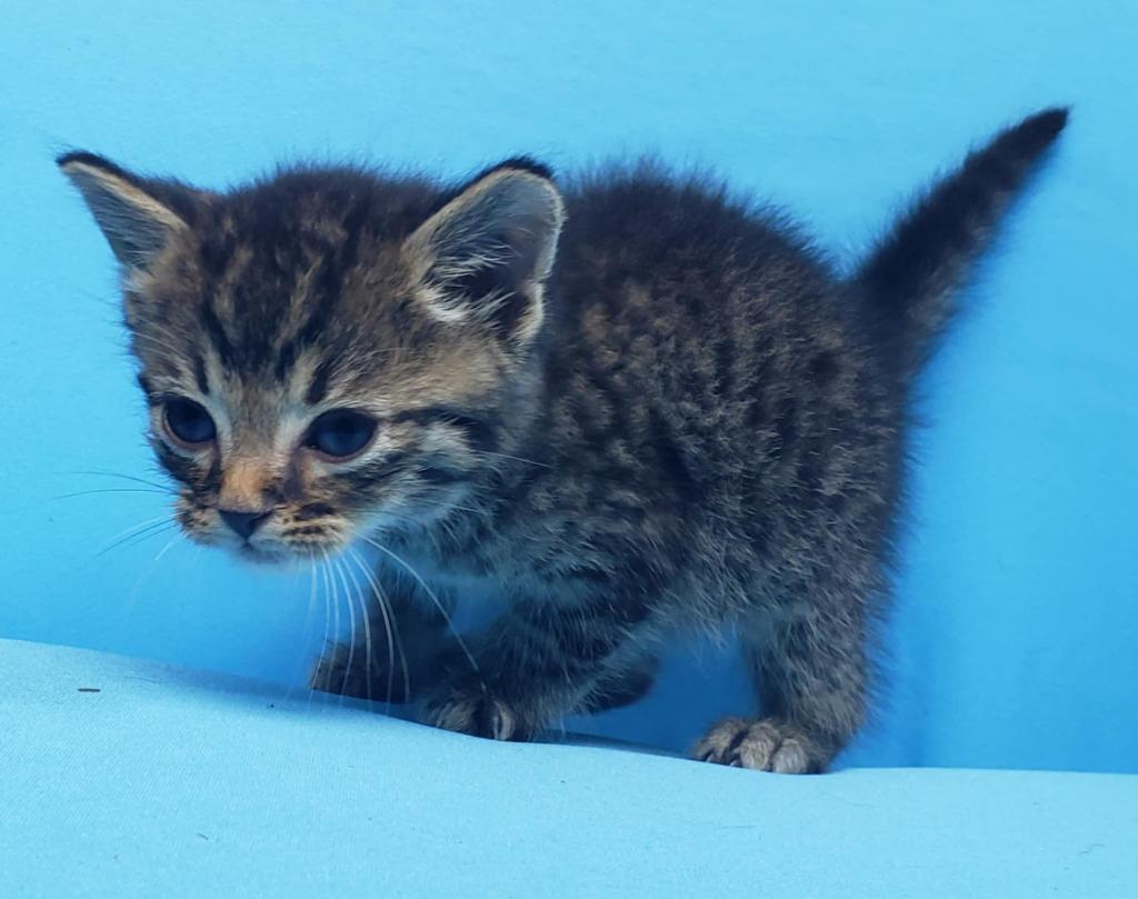 Enlarge Lenny, a Adoptable mixed breed in Buford, GA image 2/6