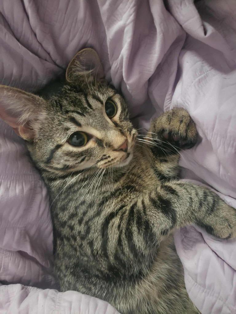 Enlarge Lenny, a Adoptable mixed breed in Buford, GA image 3/6