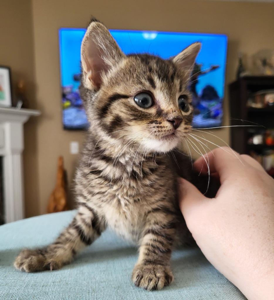 Enlarge Lenny, a Adoptable mixed breed in Buford, GA image 4/6