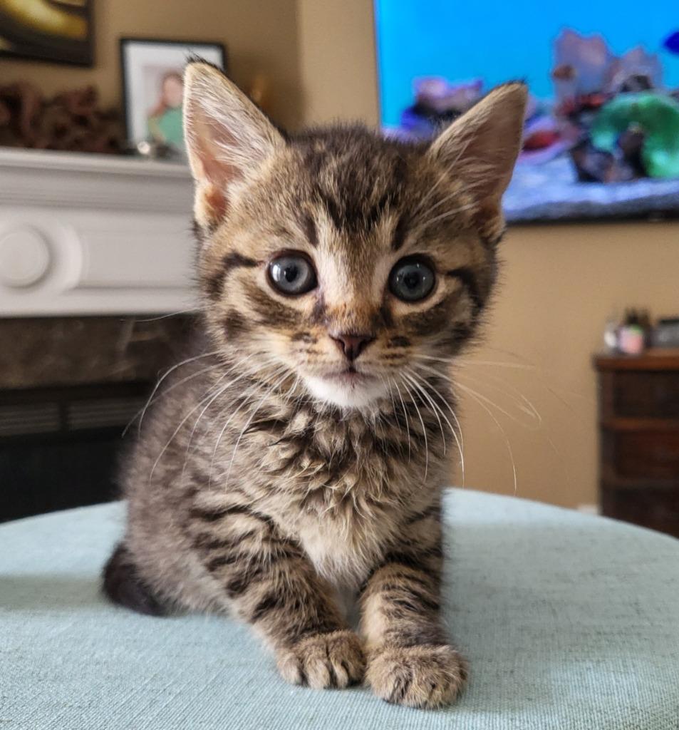 Enlarge Lenny, a Adoptable mixed breed in Buford, GA image 5/6