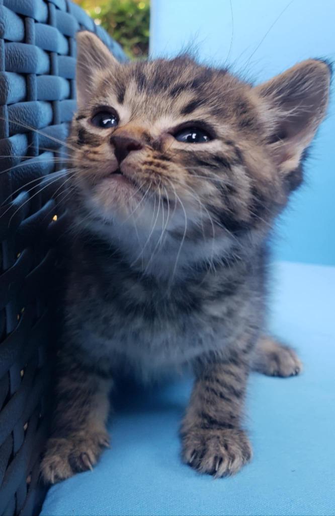 Enlarge Lenny, a Adoptable mixed breed in Buford, GA image 6/6
