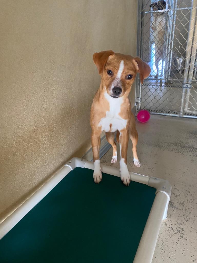 Cindi, Adoptable, Young Female Beagle & Chihuahua.