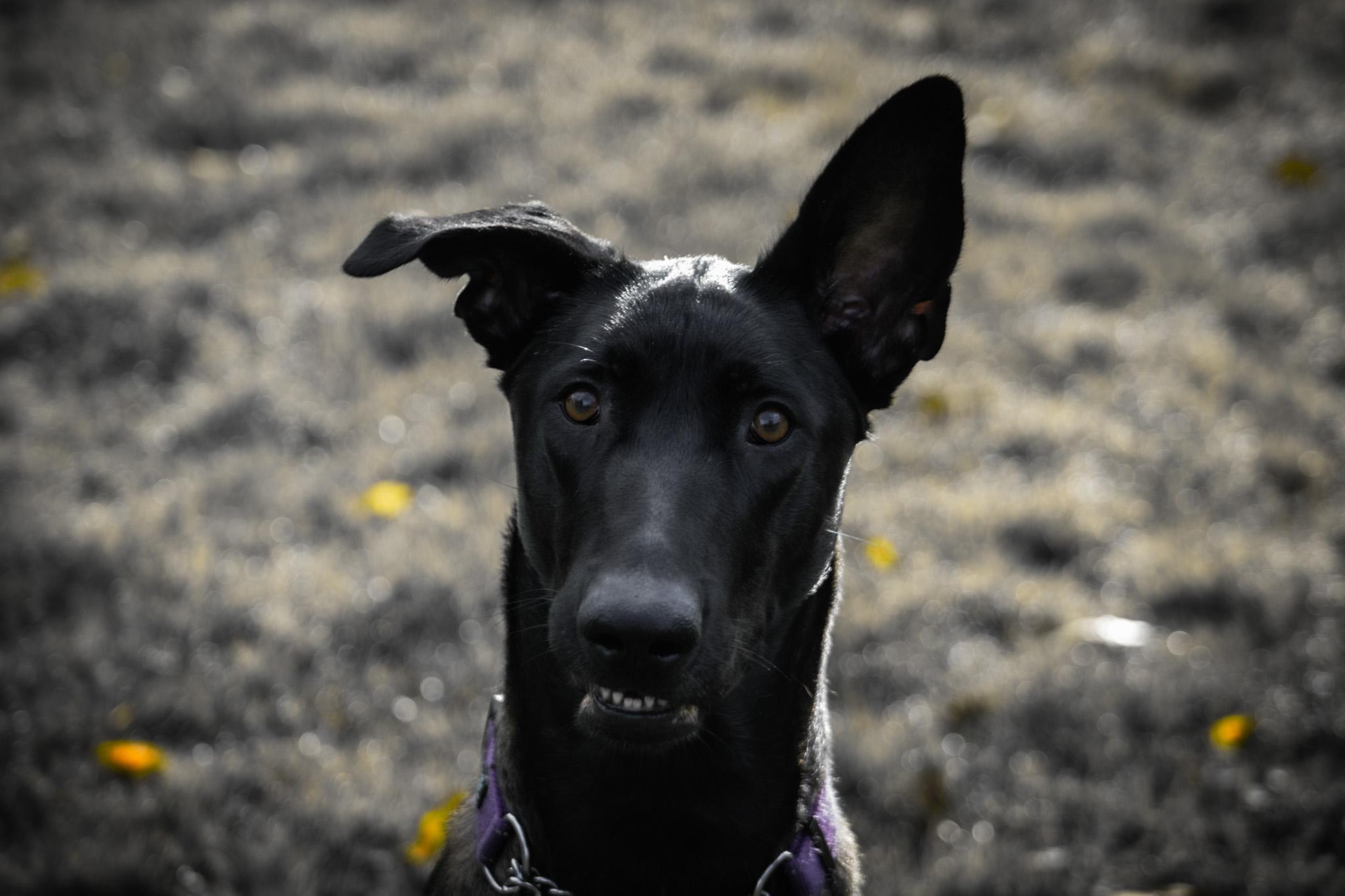 Enlarge Meru, a Adoptable Belgian Shepherd / Malinois in Vancouver, WA image 1/6