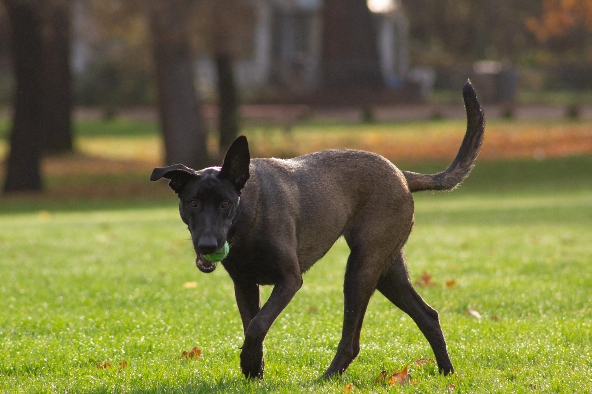 Enlarge Meru, a Adoptable Belgian Shepherd / Malinois in Vancouver, WA image 2/6