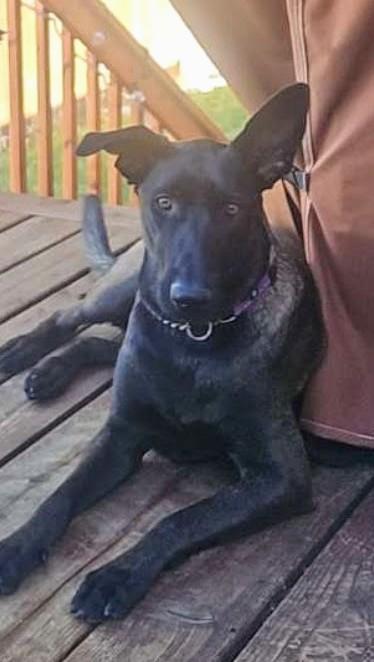 Enlarge Meru, a Adoptable Belgian Shepherd / Malinois in Vancouver, WA image 3/6