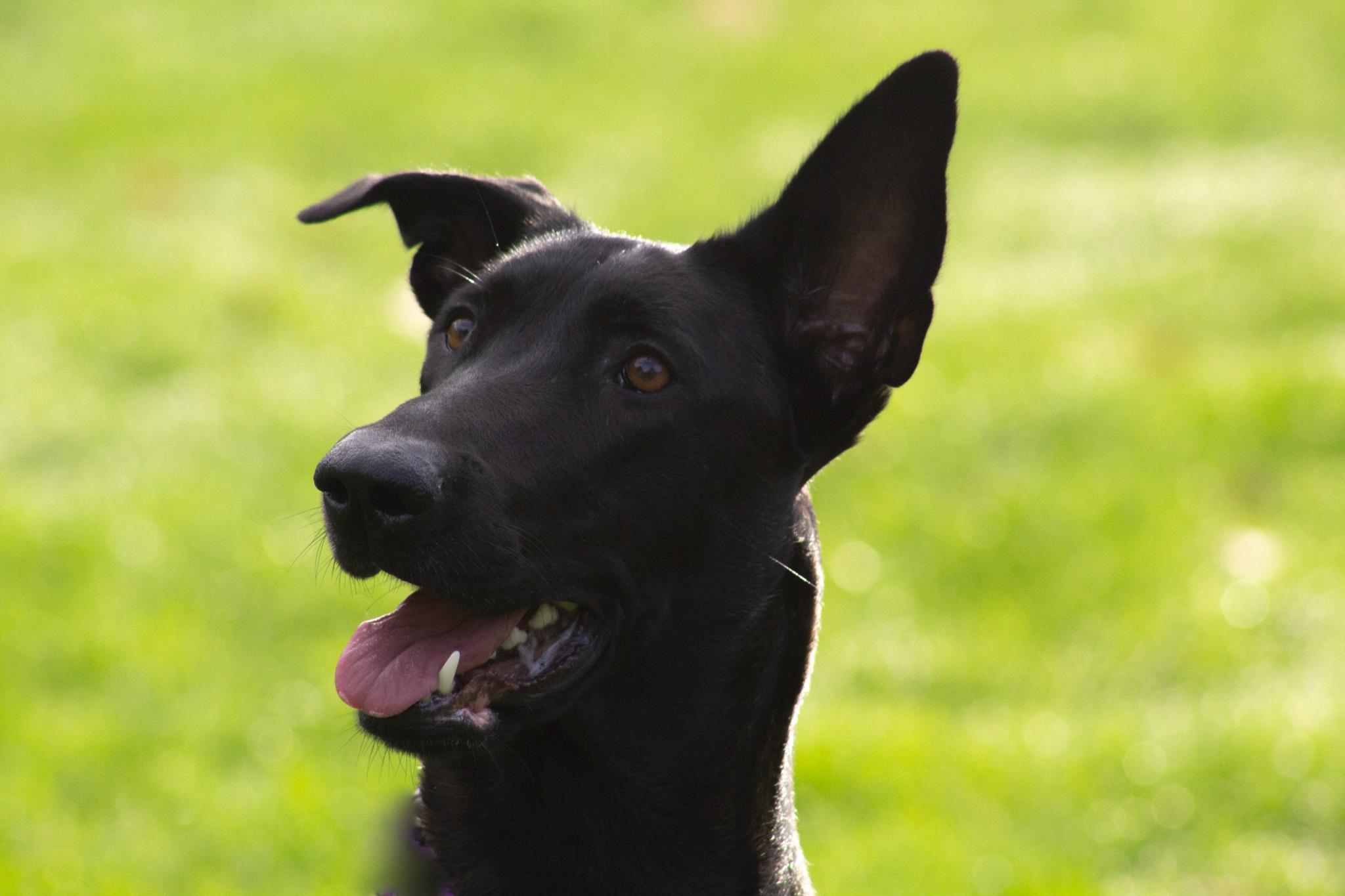 Enlarge Meru, a Adoptable Belgian Shepherd / Malinois in Vancouver, WA image 5/6