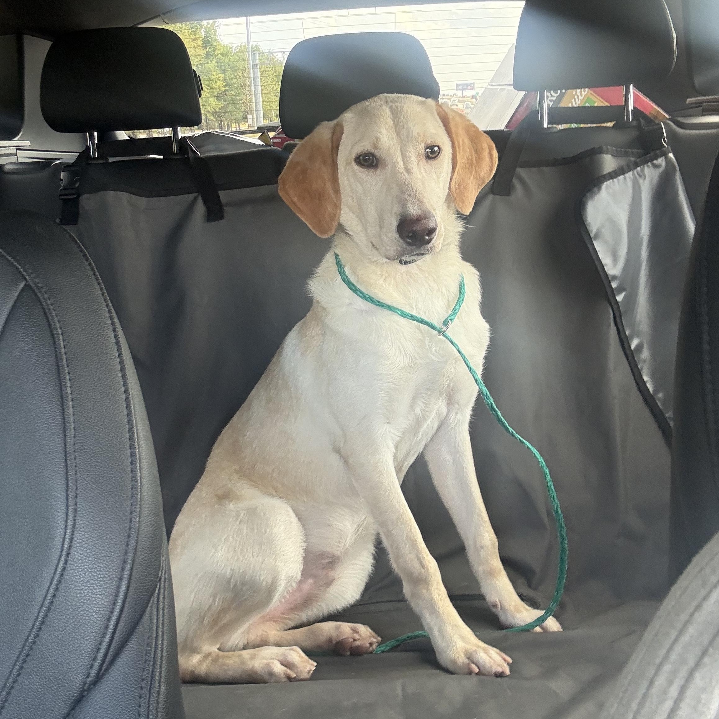 Sparky, a Adoptable Labrador Retriever in Spring, TX image 1/3