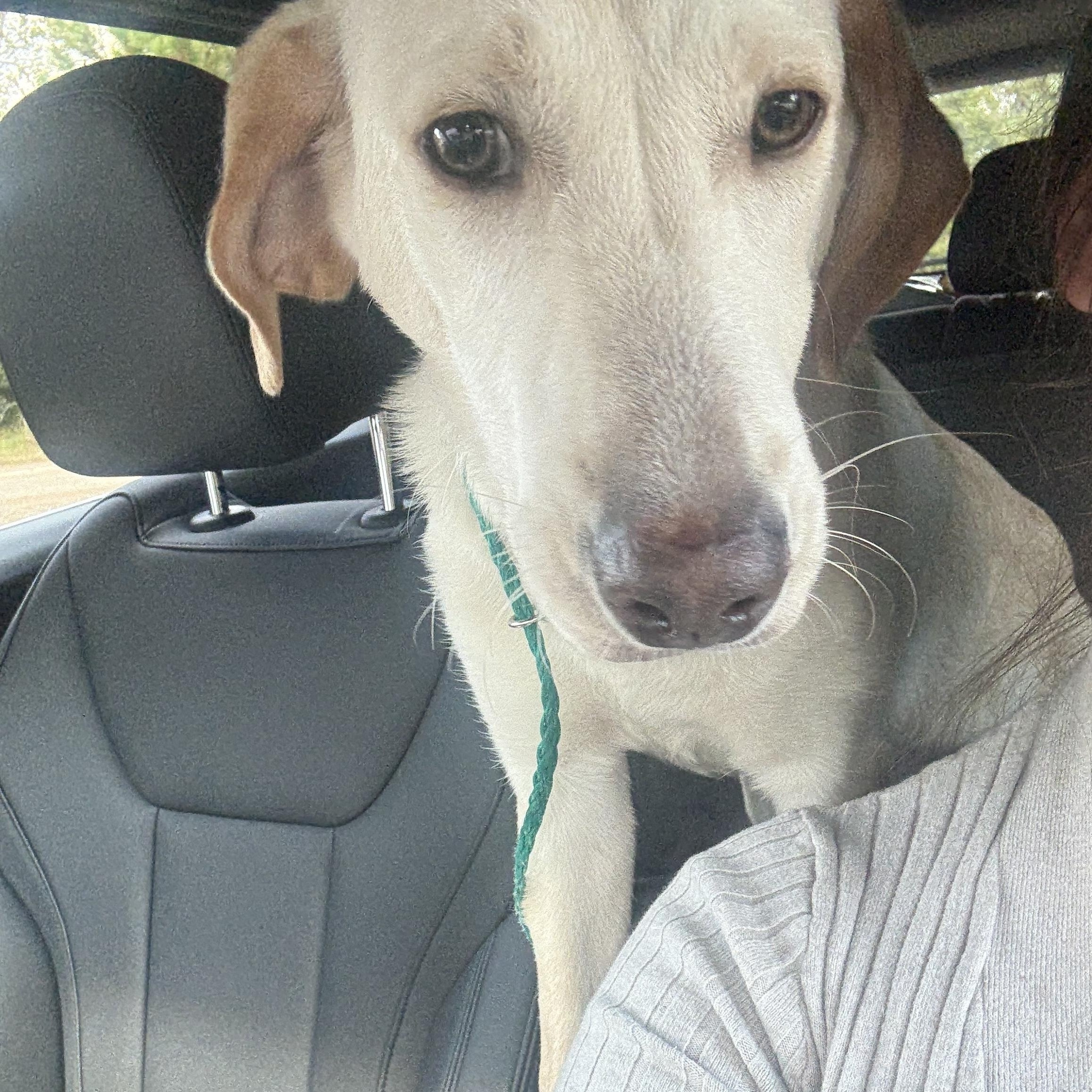 Sparky, a Adoptable Labrador Retriever in Spring, TX image 2/3