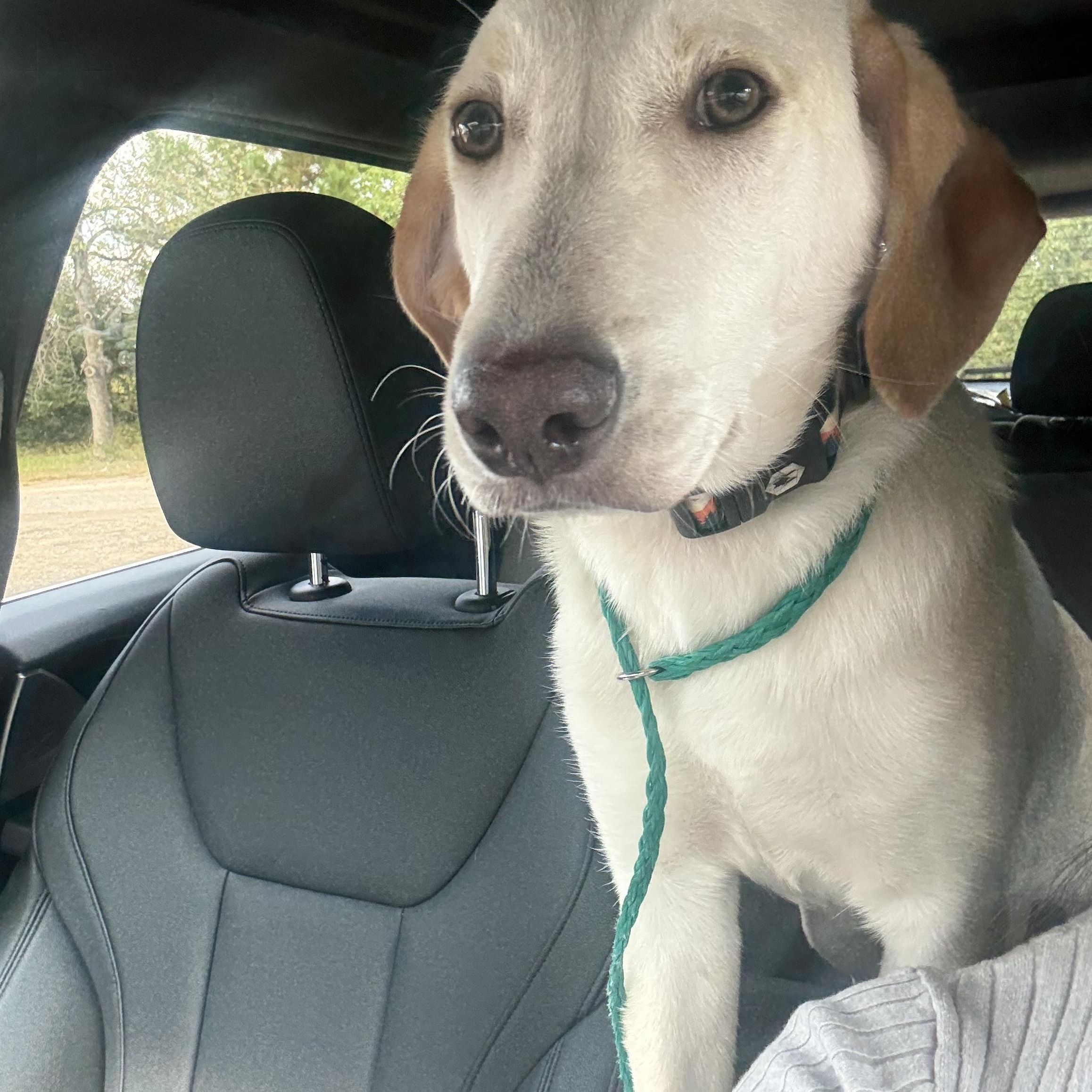 Sparky, a Adoptable Labrador Retriever in Spring, TX image 3/3
