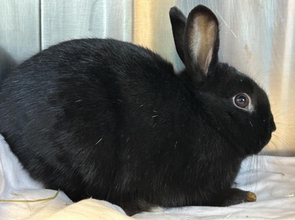 Puff (bonded To Cocoa), Adoptable, Young Female Bunny Rabbit.