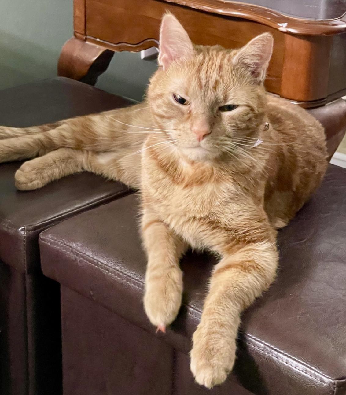 Marmalade, Adoptable, Young Male Domestic Short Hair.