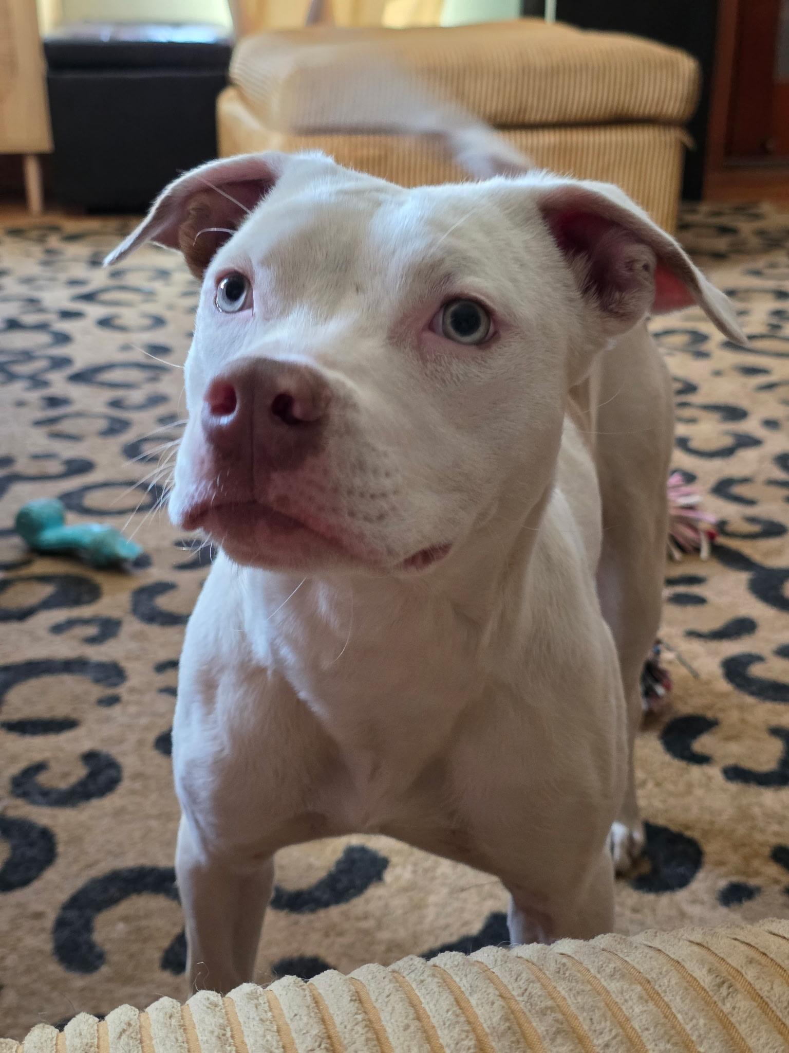 $300 Adoption Fee!Mouse in NH! Come Meet our Adoptable Dogs Wed-Sat. More info in Bio!, a ADOPTABLE mixed breed in Manchester, NH image 4/6