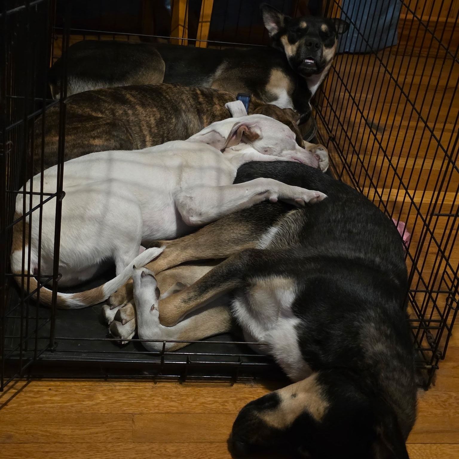 $300 Adoption Fee!Mouse in NH! Come Meet our Adoptable Dogs Wed-Sat. More info in Bio!, a ADOPTABLE mixed breed in Manchester, NH image 5/6