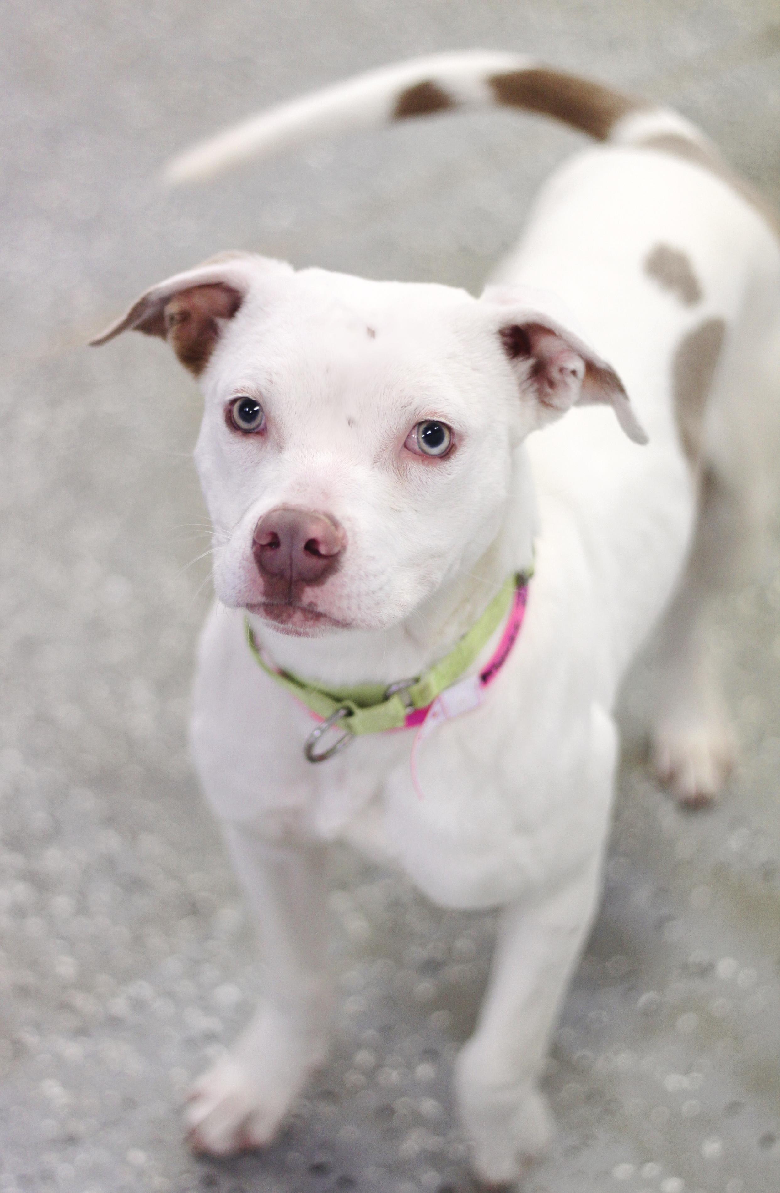 $300 Adoption Fee!Mouse in NH! Come Meet our Adoptable Dogs Wed-Sat. More info in Bio!, a ADOPTABLE mixed breed in Manchester, NH image 1/6