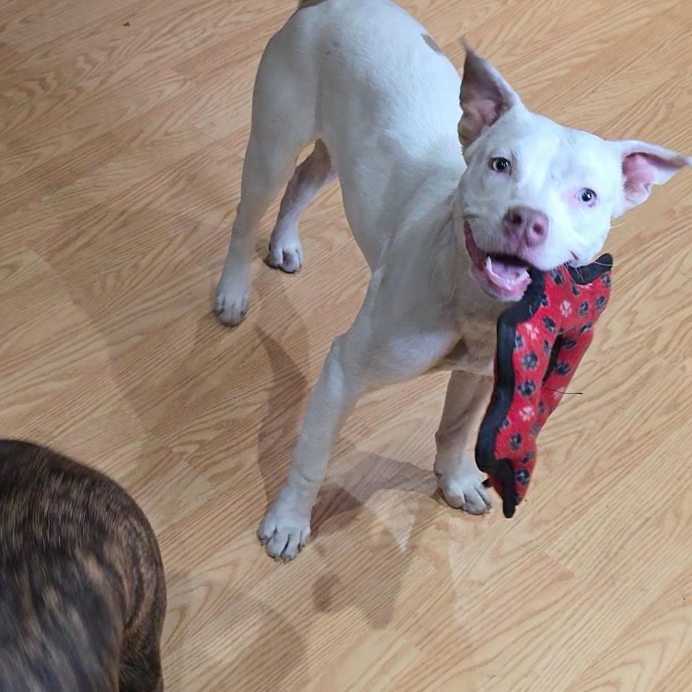 $300 Adoption Fee!Mouse in NH! Come Meet our Adoptable Dogs Wed-Sat. More info in Bio!, a ADOPTABLE mixed breed in Manchester, NH image 3/6