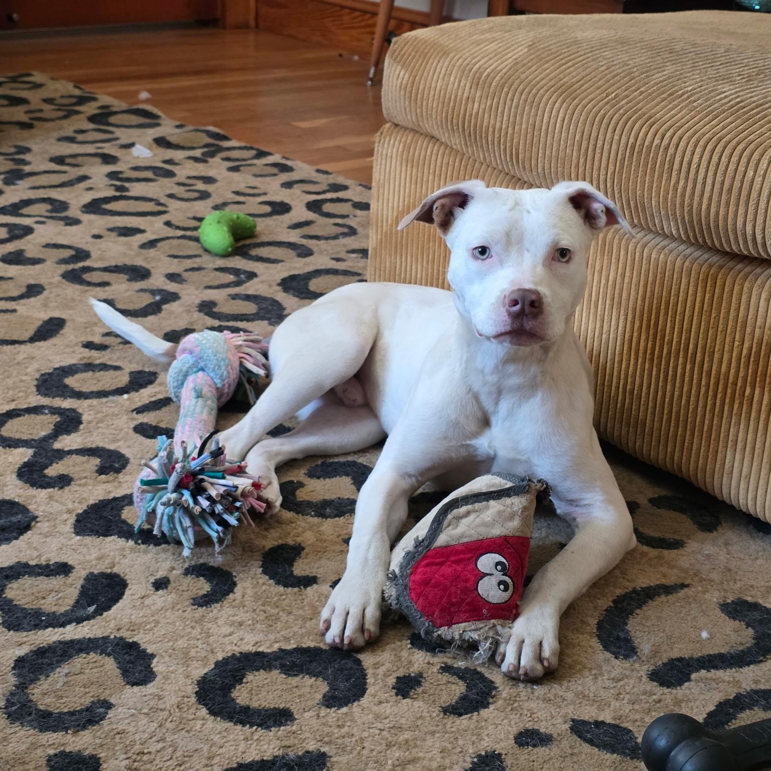 $300 Adoption Fee!Mouse in NH! Come Meet our Adoptable Dogs Wed-Sat. More info in Bio!, a ADOPTABLE mixed breed in Manchester, NH image 2/6