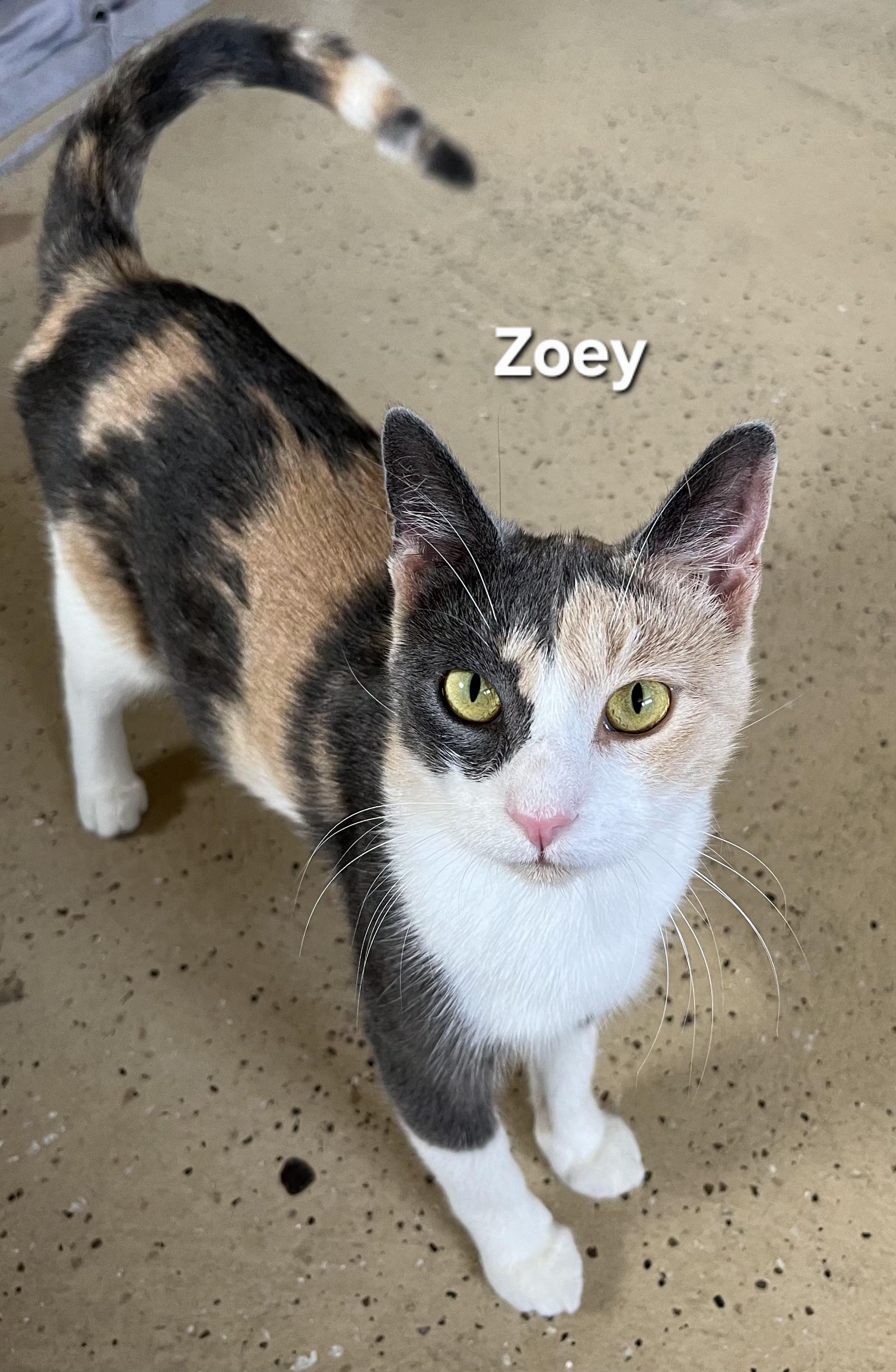 Zoey, Adopted, Adult Female Domestic Short Hair.