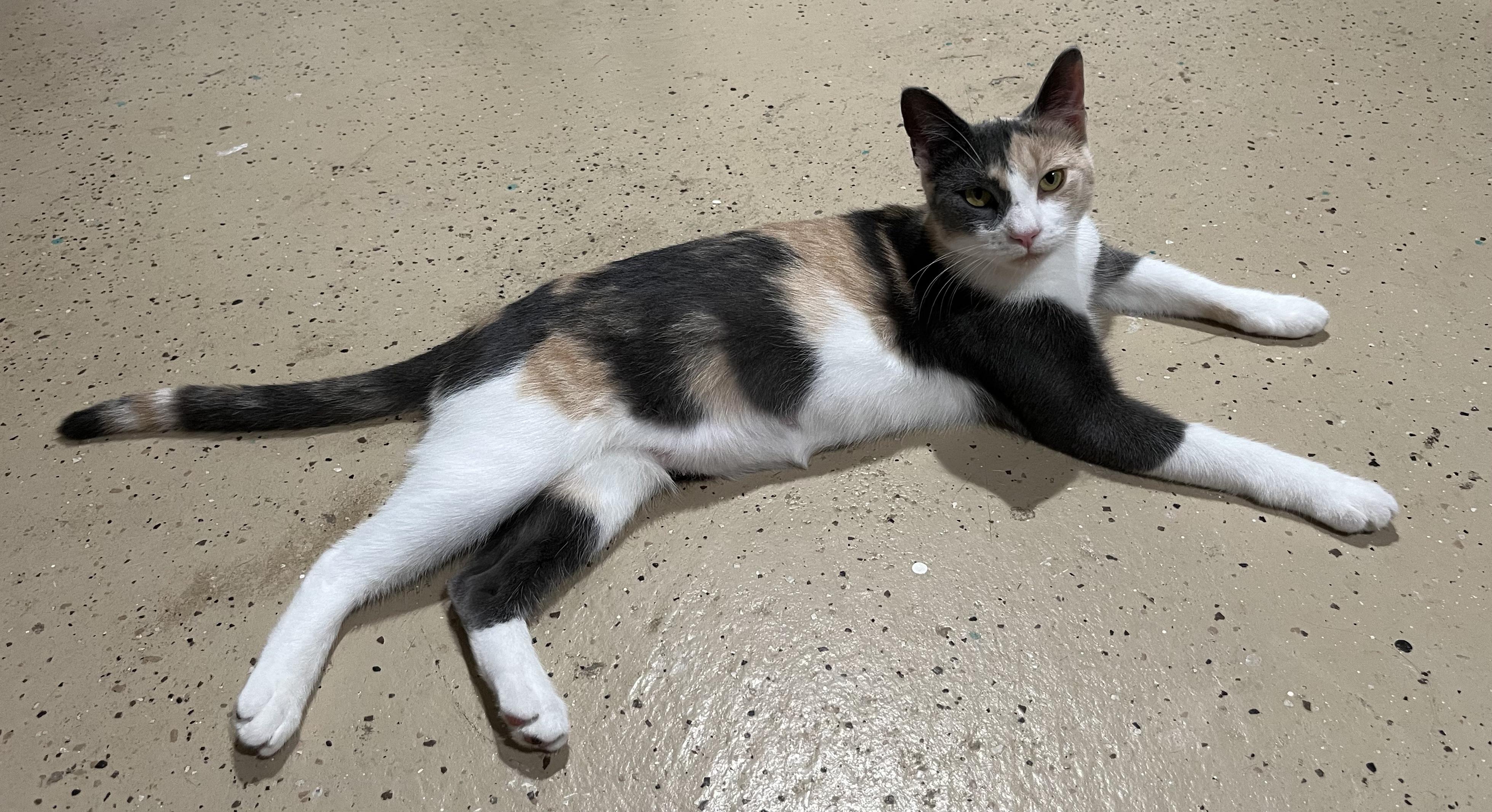Enlarge Zoey, a Adopted Domestic Short Hair in Temple, PA image 2/2