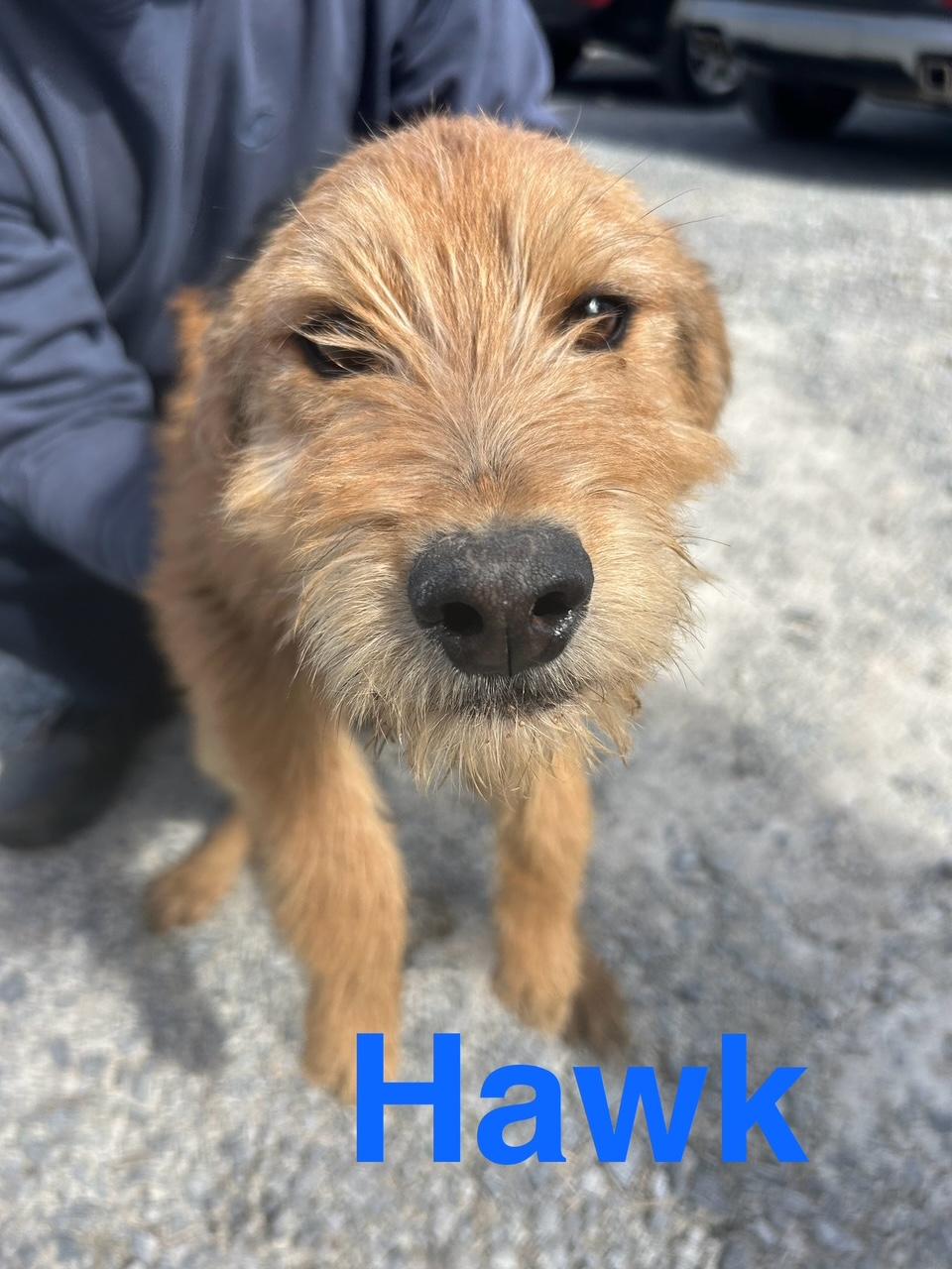 Hawk Oiseau — thumbnail 2