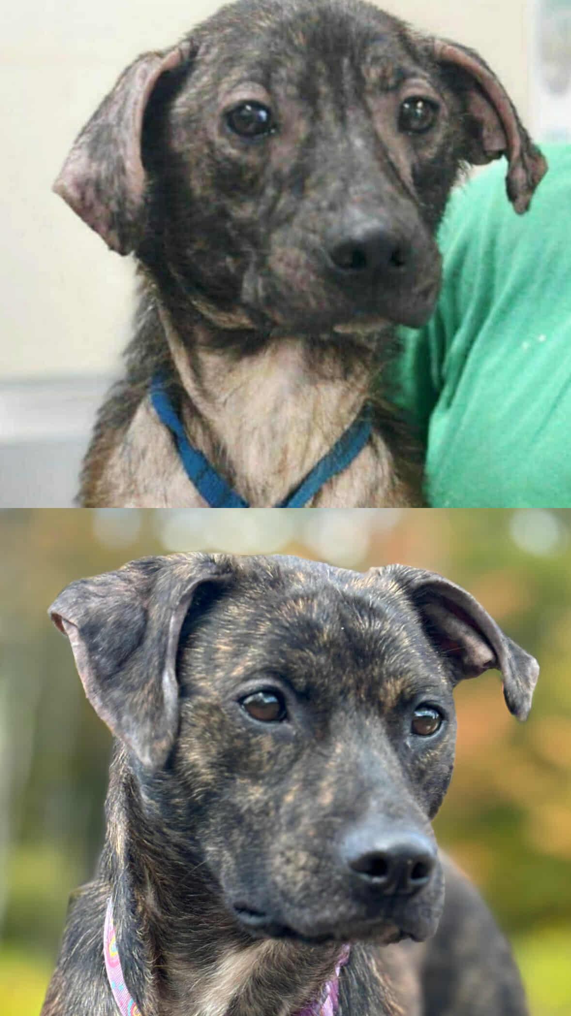 Enlarge Emmeline, a Adoptable Terrier in Ozone Park, NY image 3/6