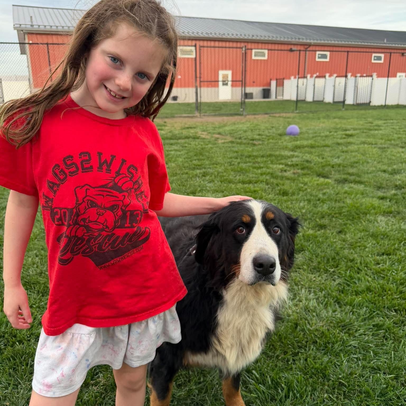 Enlarge Beatrice in foster care, a Adoptable Bernese Mountain Dog in Minooka, IL image 2/4