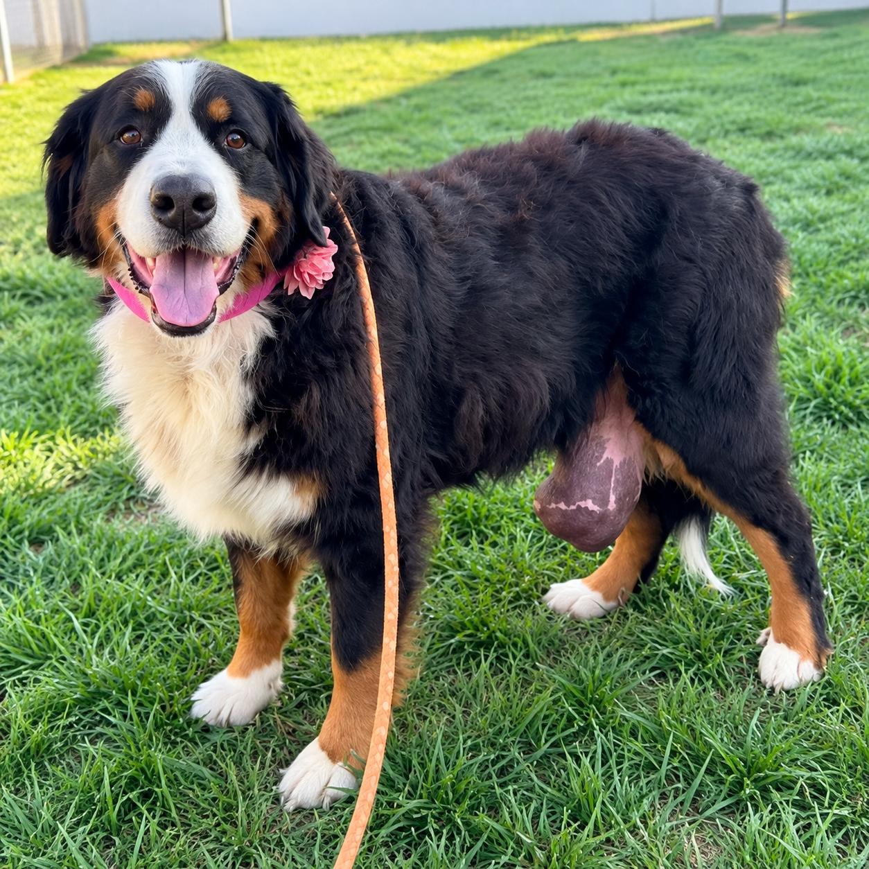 Enlarge Beatrice in foster care, a Adoptable Bernese Mountain Dog in Minooka, IL image 3/4