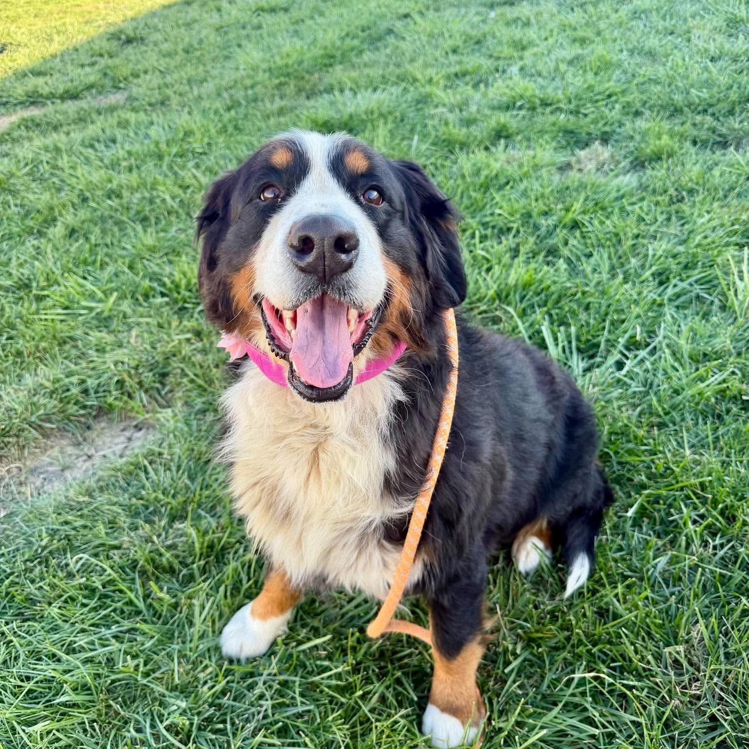 Enlarge Beatrice in foster care, a Adoptable Bernese Mountain Dog in Minooka, IL image 1/4