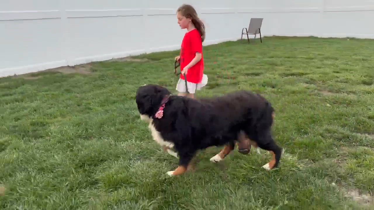 Enlarge Beatrice in foster care, a Adoptable Bernese Mountain Dog in Minooka, IL video 4/4