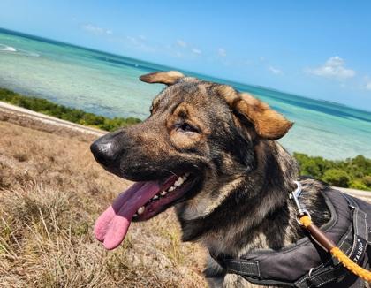 Enlarge Thor, an adopted mixed breed in Key West, FL image 1/1