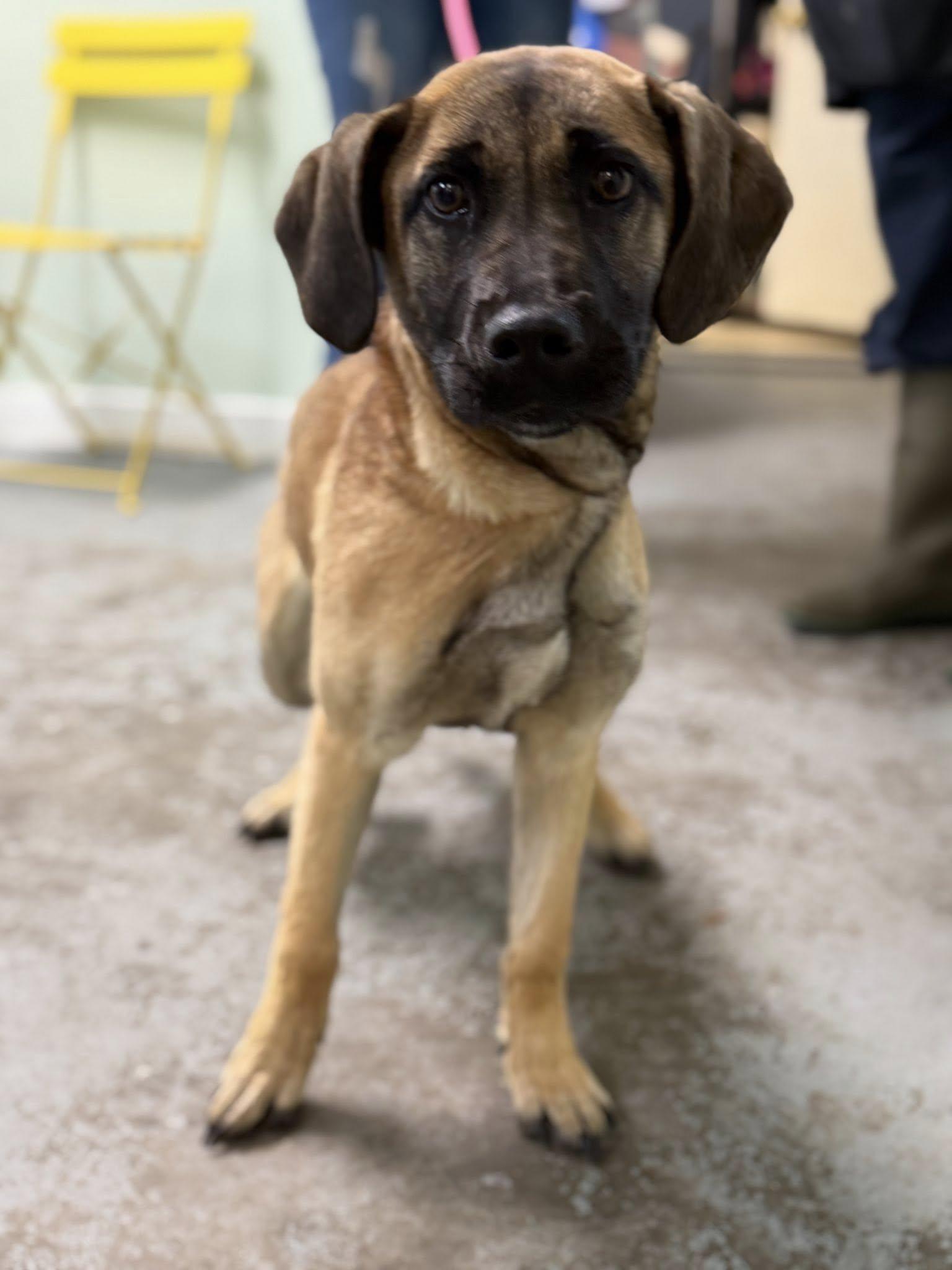 Girly, Adoptable, Puppy Female German Shepherd Dog.