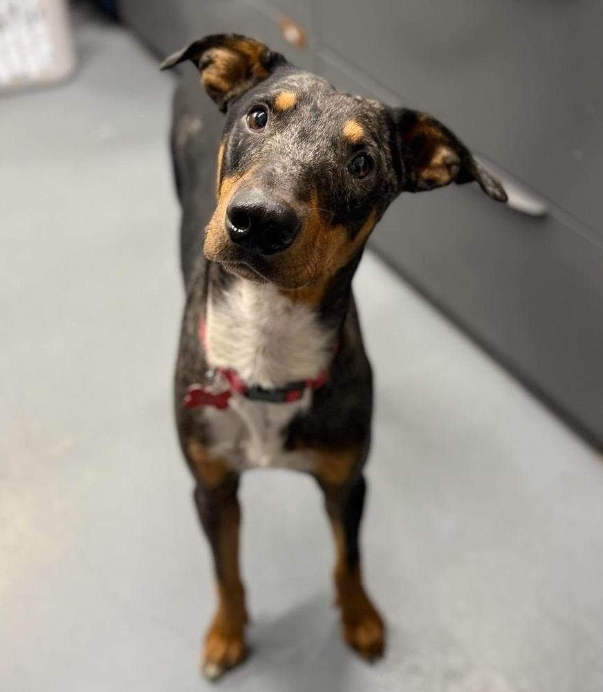 Enlarge Star, a Adoptable mixed breed in Sedalia, CO image 1/3