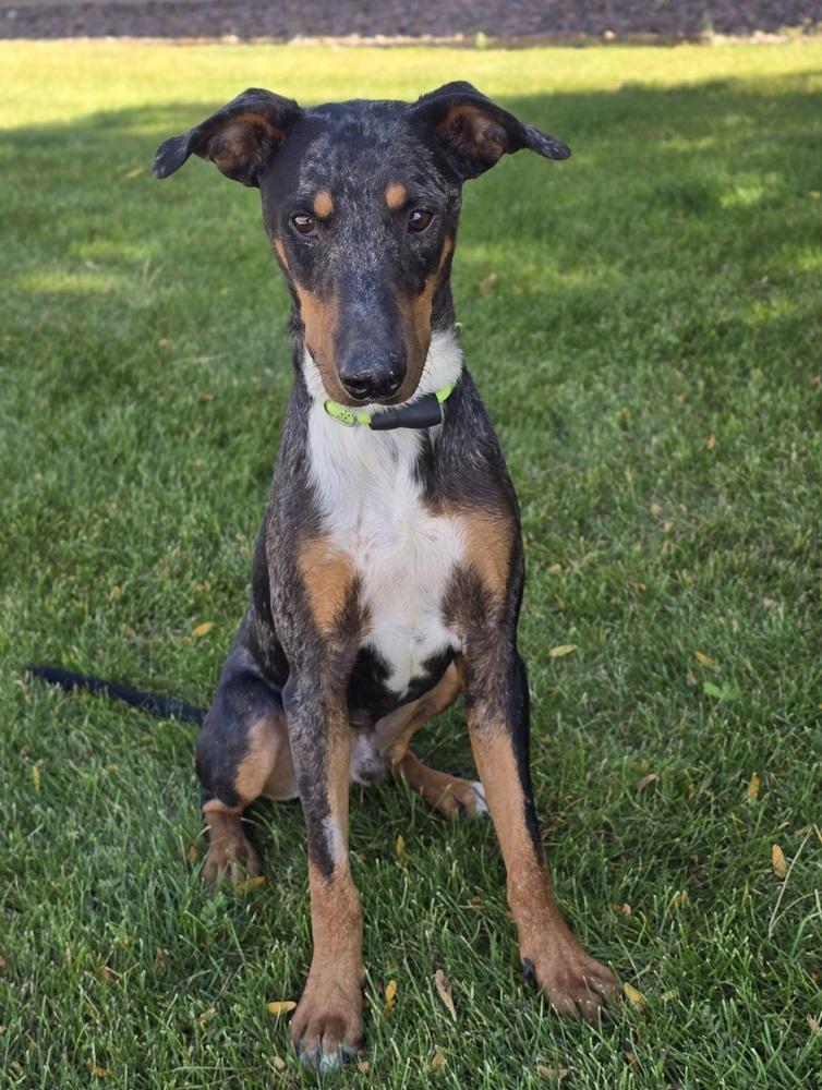Enlarge Star, a Adoptable mixed breed in Sedalia, CO image 2/3