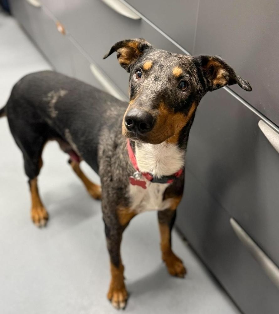 Enlarge Star, a Adoptable mixed breed in Sedalia, CO image 3/3