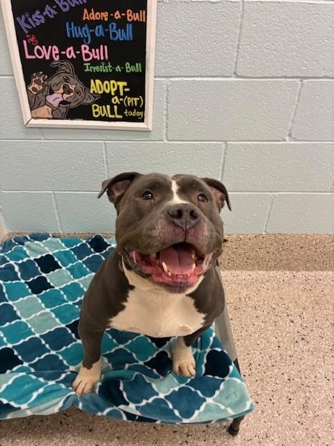 COBE, Adoptable, Adult Male American Staffordshire Terrier.