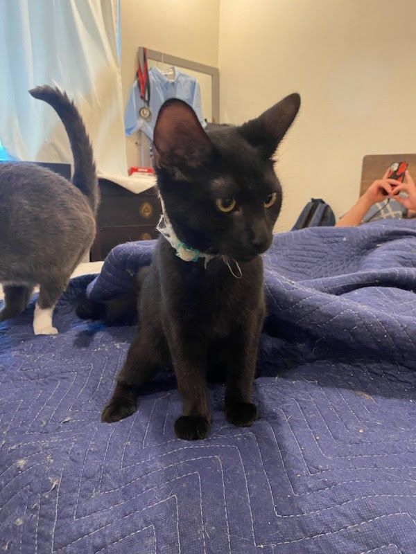 Cat for adoption Sabine, an Oriental Short Hair Mix in San Juan