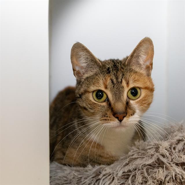 MISS KITTY, Adoptable, Young Female Domestic Short Hair.