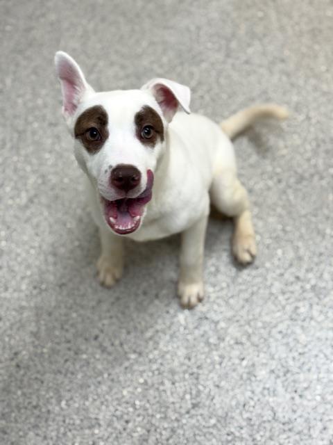 Enlarge Zoro, a ADOPTABLE mixed breed in Benton Harbor, MI image 3/5