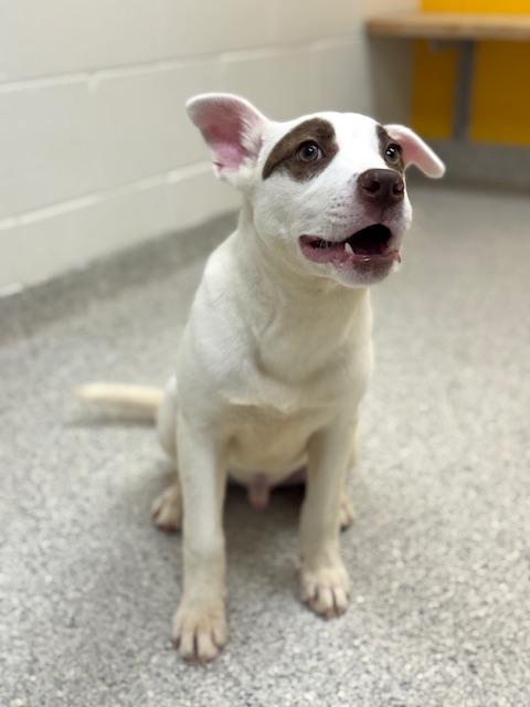 Enlarge Zoro, a ADOPTABLE mixed breed in Benton Harbor, MI image 2/5