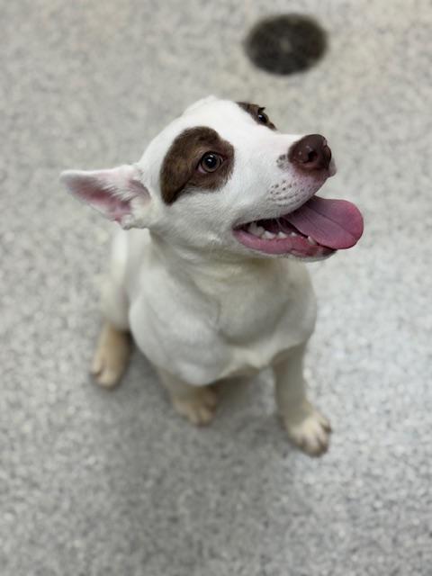 Enlarge Zoro, a ADOPTABLE mixed breed in Benton Harbor, MI image 1/5