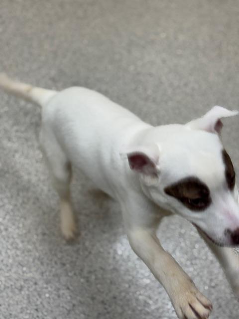 Enlarge Zoro, a ADOPTABLE mixed breed in Benton Harbor, MI image 5/5