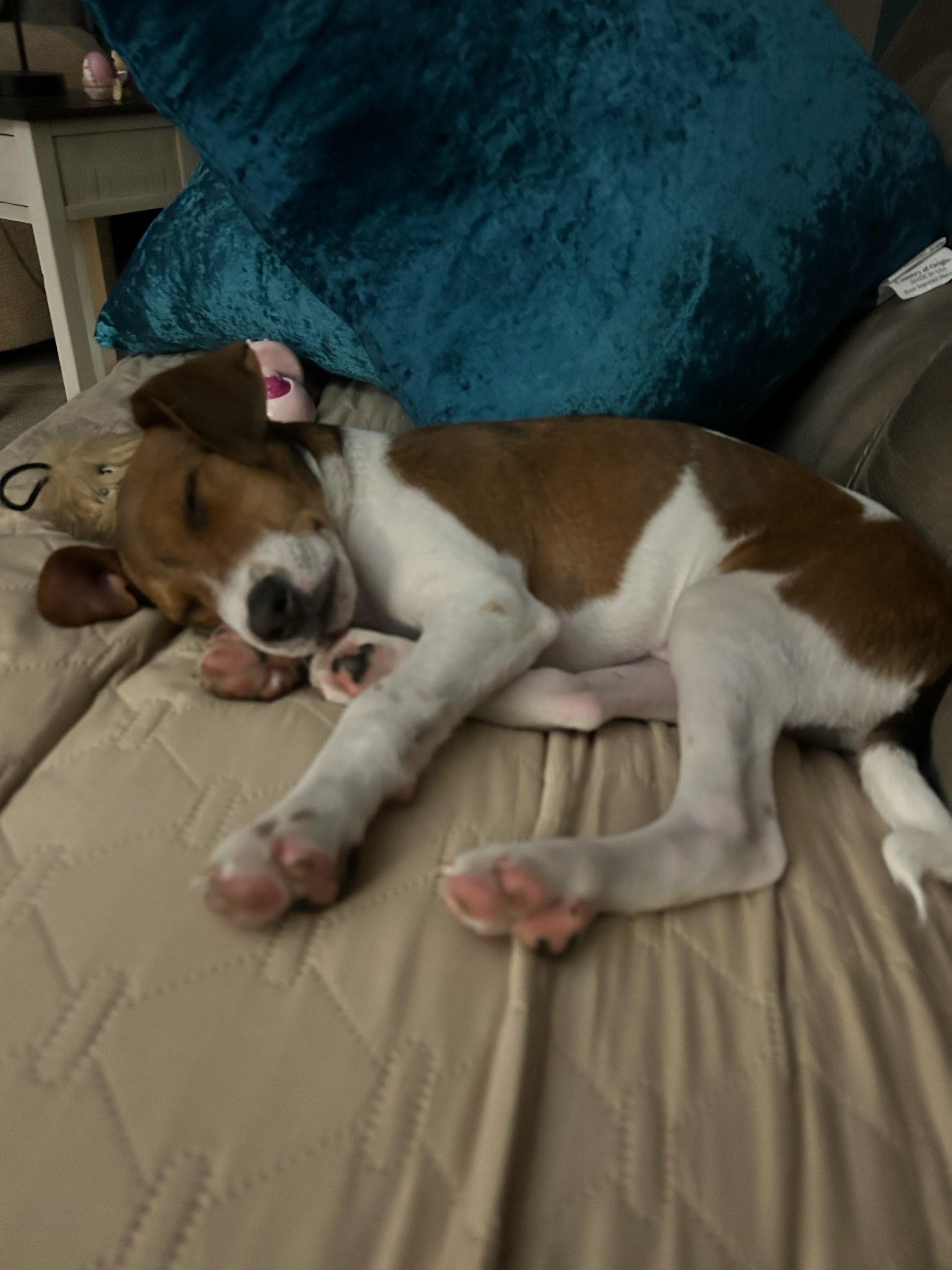 Enlarge Flynn, an adopted mixed breed in Oswego, IL image 1/2