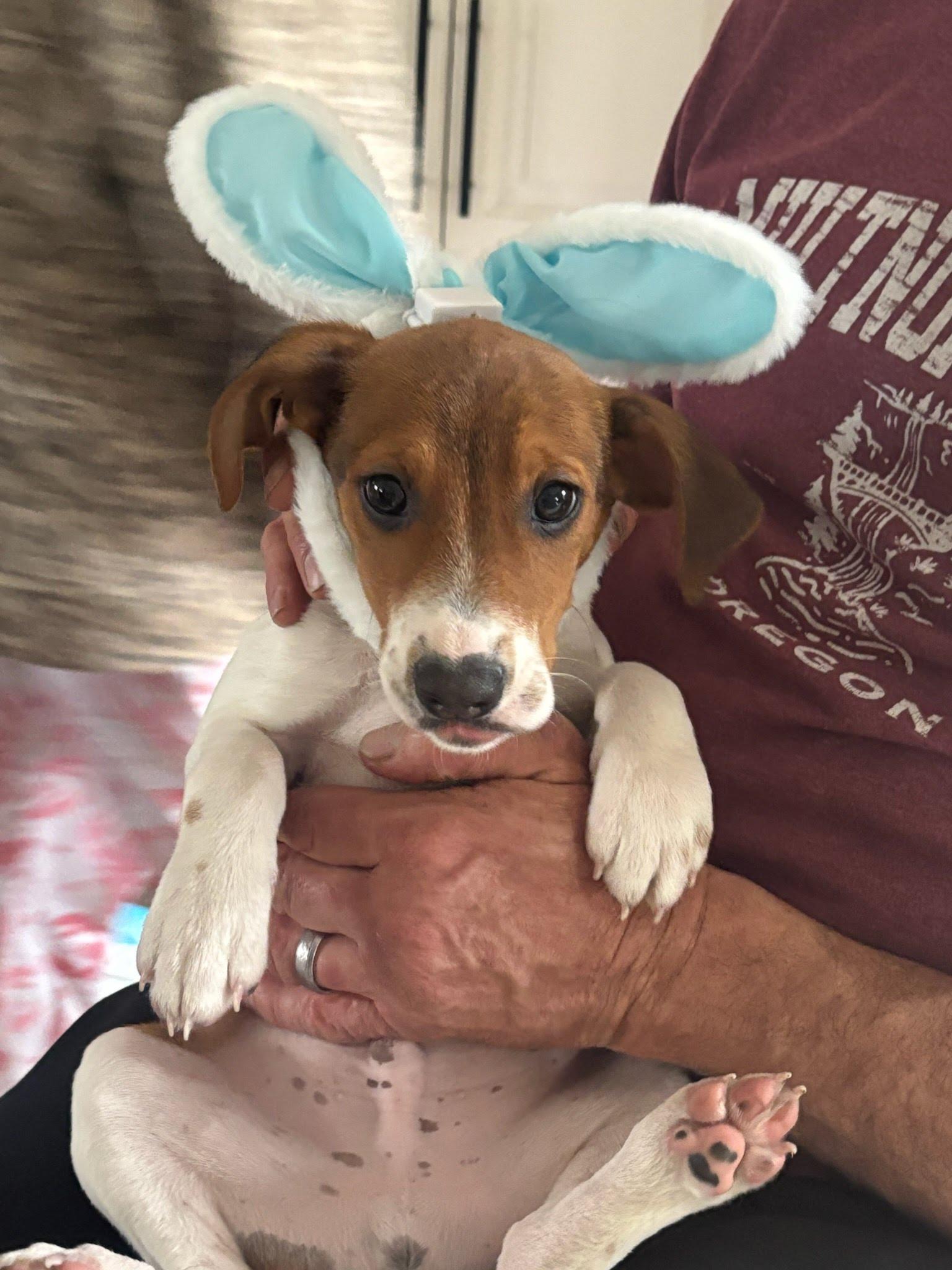 Enlarge Flynn, an adopted mixed breed in Oswego, IL image 2/2