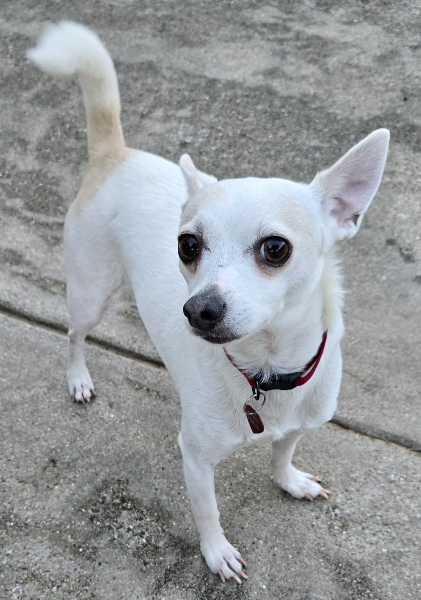 OLIVER, a Adoptable Chihuahua in Grand Prairie, TX image 1/4