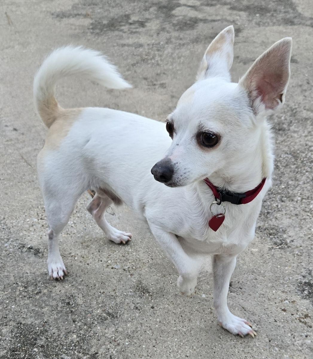 OLIVER, a Adoptable Chihuahua in Grand Prairie, TX image 3/4