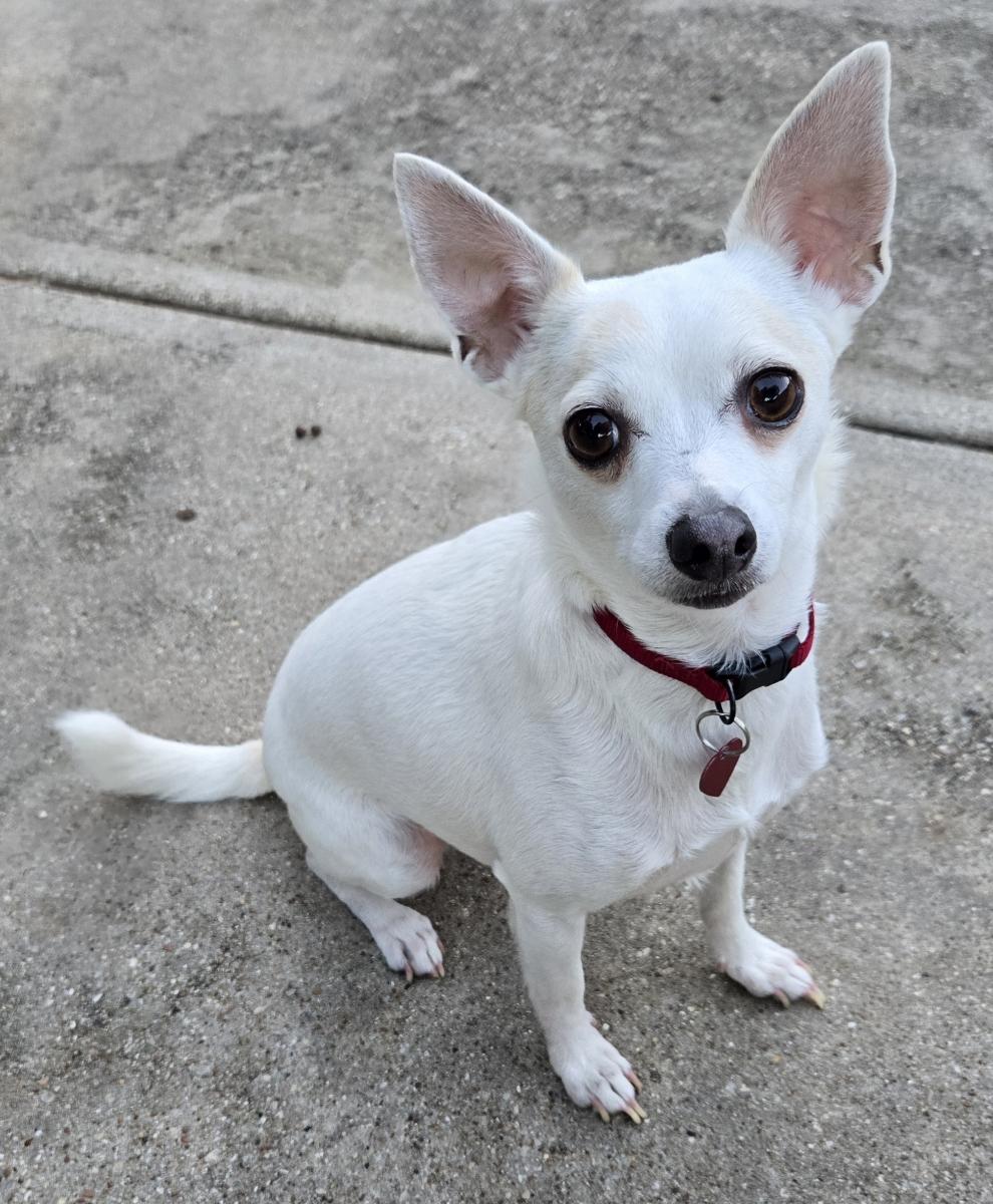 OLIVER, a Adoptable Chihuahua in Grand Prairie, TX image 4/4