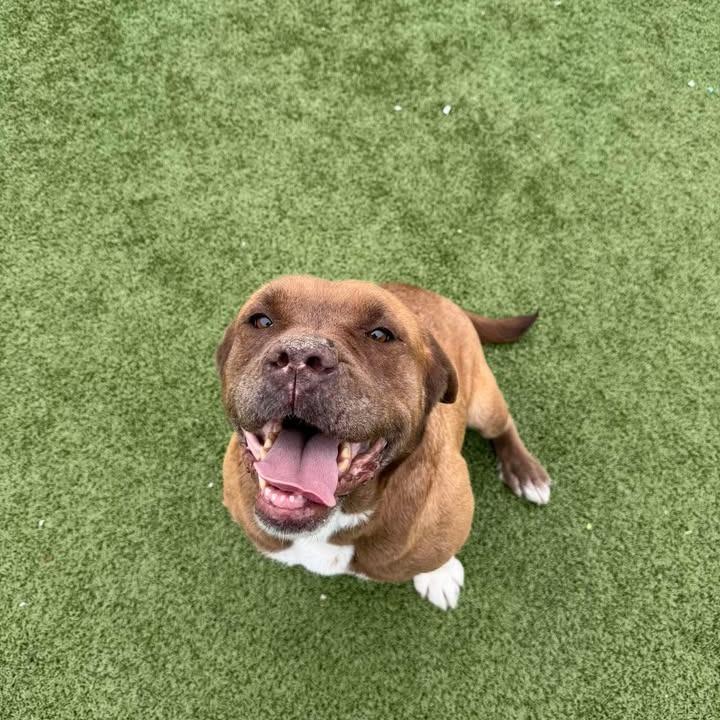 Harley, Adoptable, Senior Female Bullmastiff.