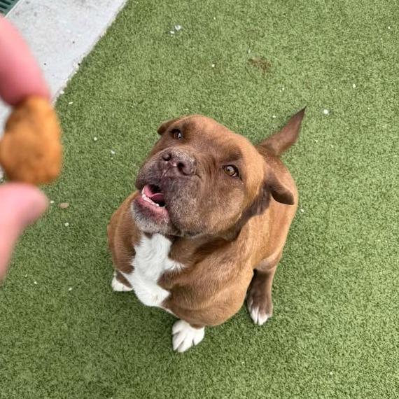 Enlarge Harley, a Adoptable Bullmastiff in Hannibal, MO image 2/6