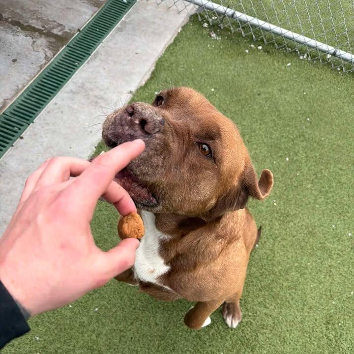 Enlarge Harley, a Adoptable Bullmastiff in Hannibal, MO image 3/6