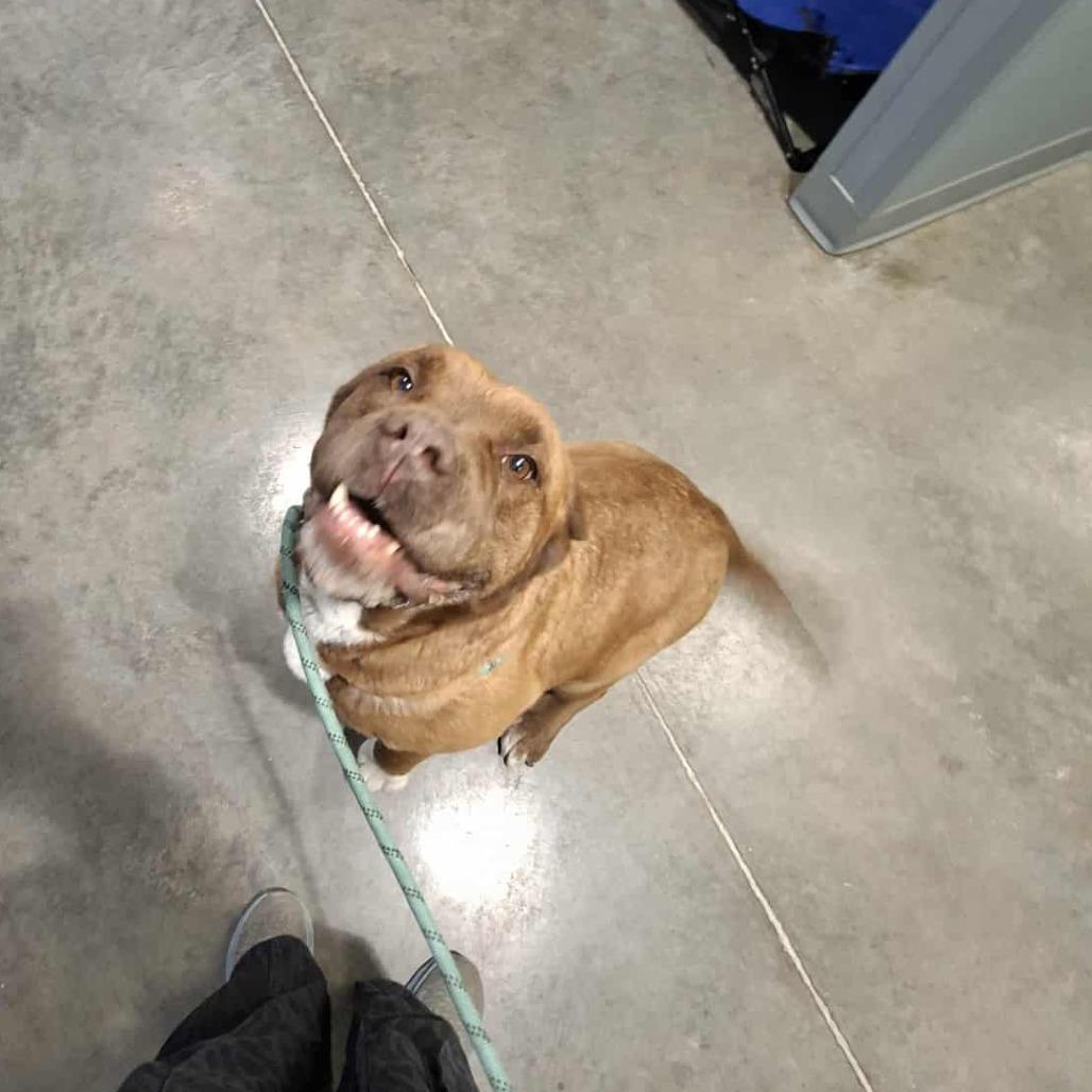 Enlarge Harley, a Adoptable Bullmastiff in Hannibal, MO image 4/6